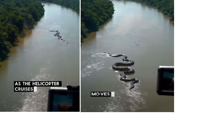 35 foot green anaconda