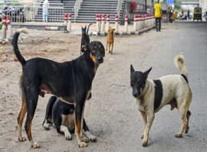 New Delhi: Animal lovers react after the Supreme Court's (SC) verdict on stray dogs, at Jantar Mantar, in New Delhi, Friday, Aug. 22, 2025. SC modifies its Aug 11 direction, says stray dogs be released from shelters after immunisation, sterilisation.(Photo | PTI)